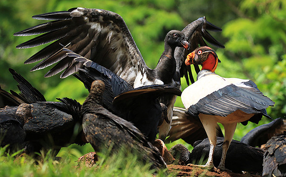 King vulture (sarcoramphe roi)