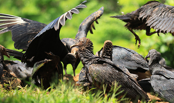 Black vulture