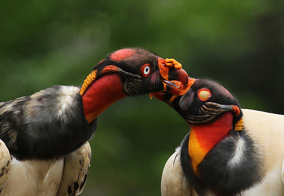 King vulture (sarcoramphe roi)
