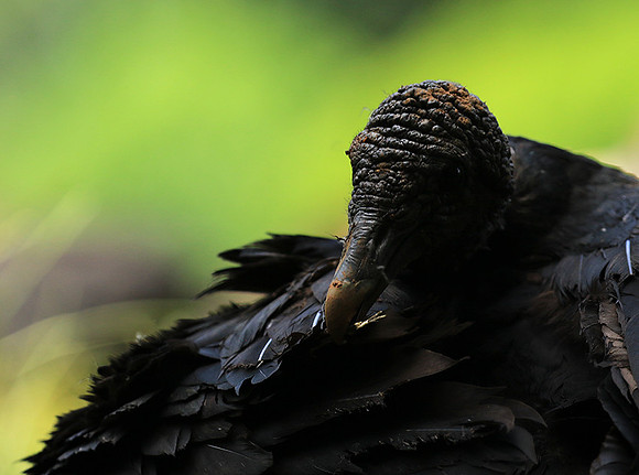 Black vulture