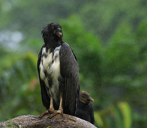 King vulture (sarcoramphe roi)