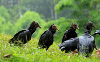 Black vultures