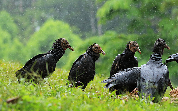 Black vultures