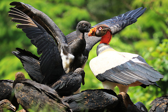 King vulture (sarcoramphe roi)