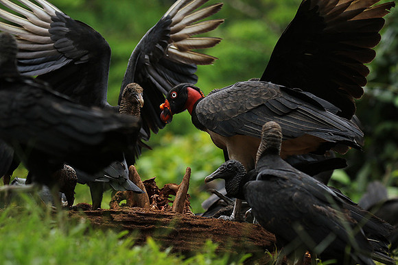 King vulture (sarcoramphe roi)
