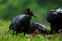 Black vultures
