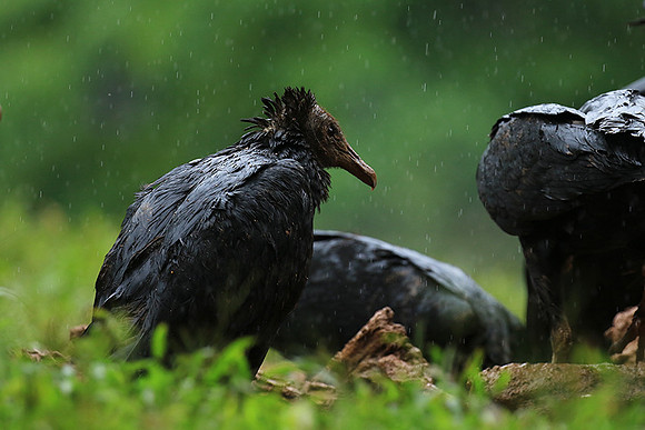 Black vultures