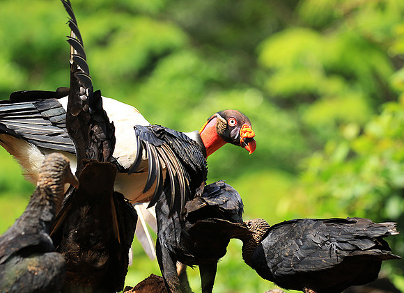 King vulture (sarcoramphe roi)
