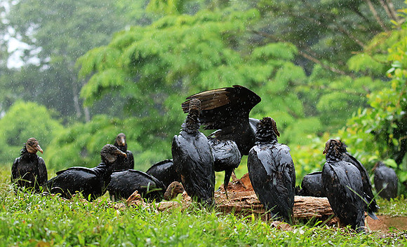 Black vultures