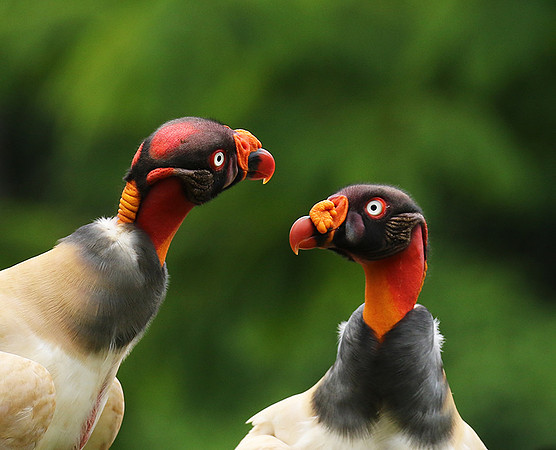 King vulture (sarcoramphe roi)