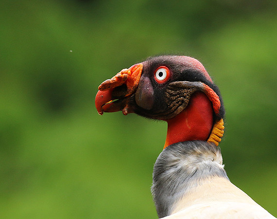 King vulture (sarcoramphe roi)