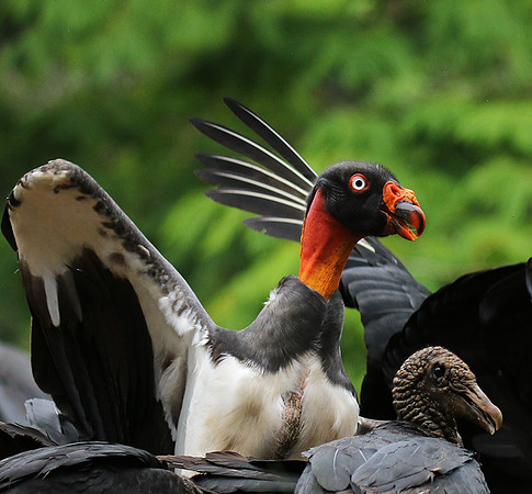 King vulture (sarcoramphe roi)