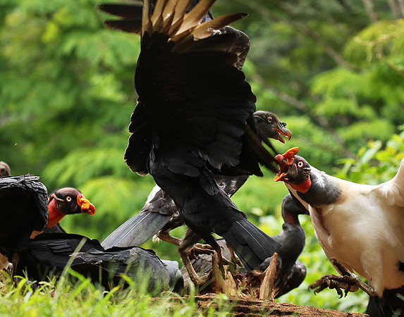 King vulture (sarcoramphe roi)