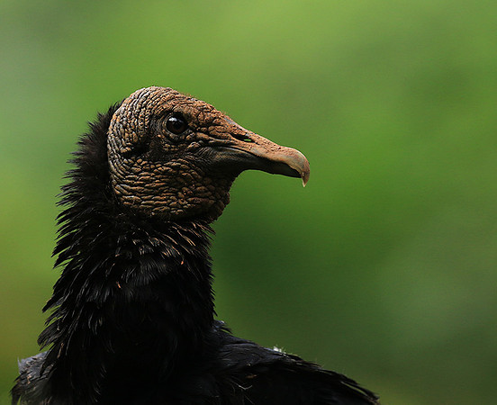Black vulture