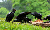 Black vultures