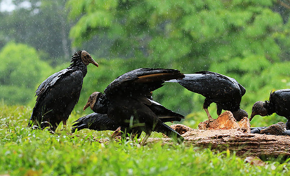 Black vultures