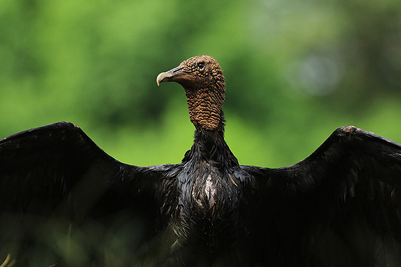Black vulture