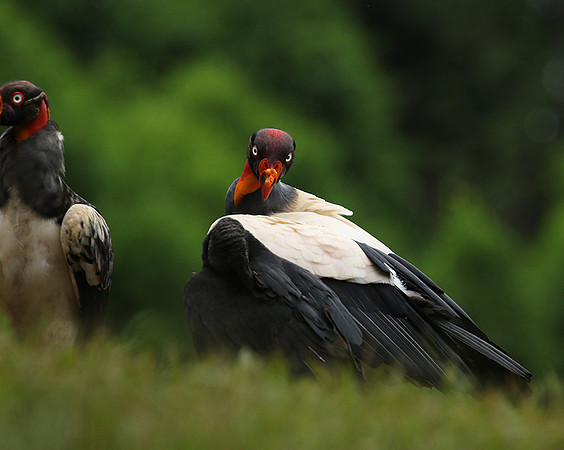 King vulture (sarcoramphe roi)