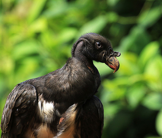 King vulture (sarcoramphe roi)