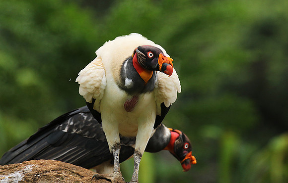King vulture (sarcoramphe roi)