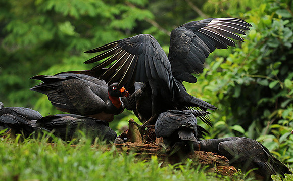 King vulture (sarcoramphe roi)