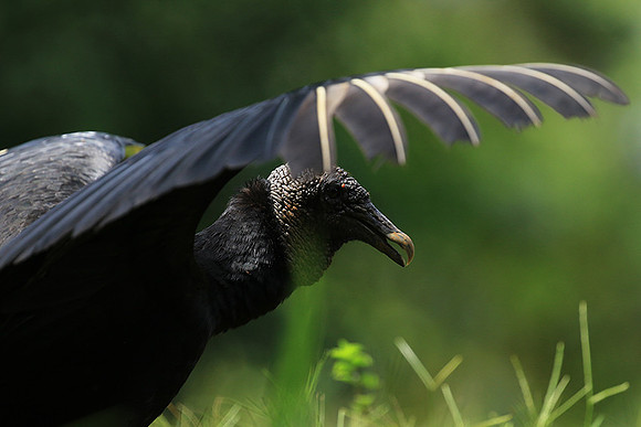 Black vulture