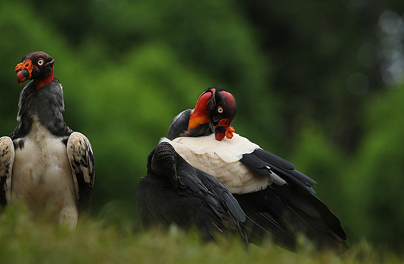 King vulture (sarcoramphe roi)