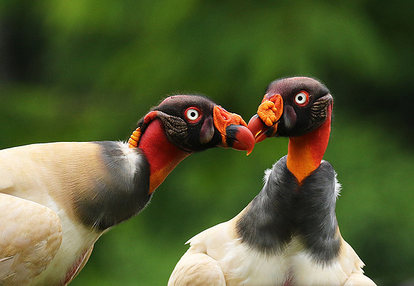 King vulture (sarcoramphe roi)
