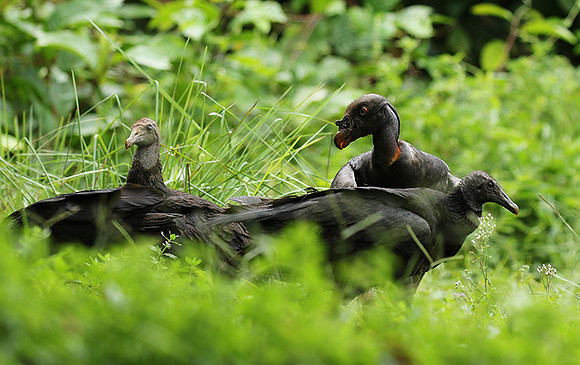 King vulture (sarcoramphe roi)