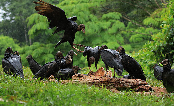 Black vultures