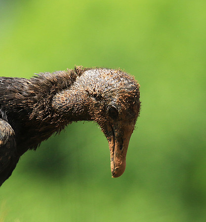 Black vulture