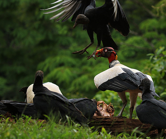 King vulture (sarcoramphe roi)