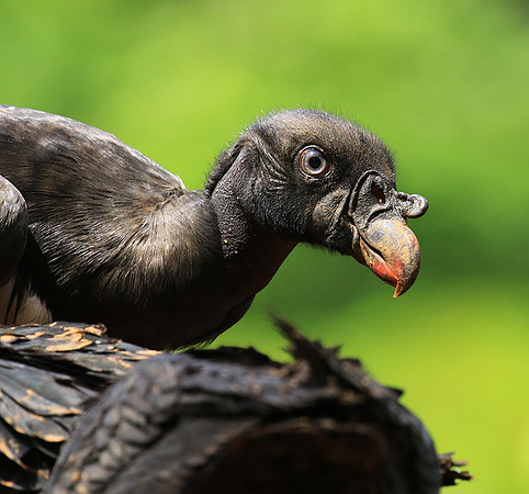 King vulture (sarcoramphe roi)