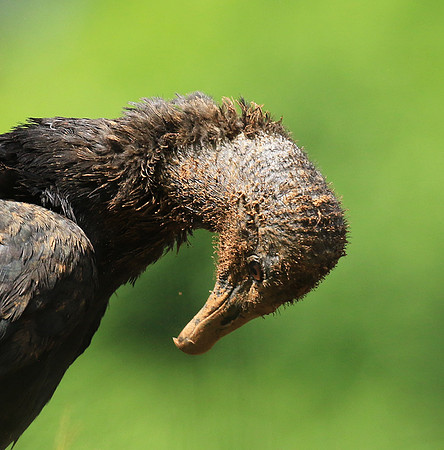 Black vulture