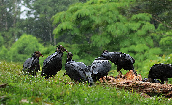 Black vultures