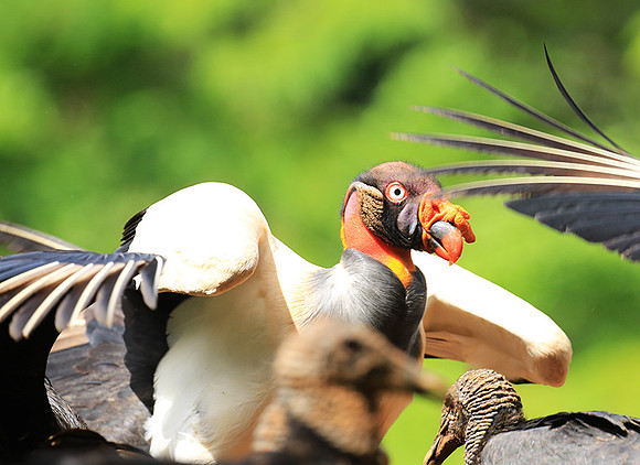 King vulture (sarcoramphe roi)