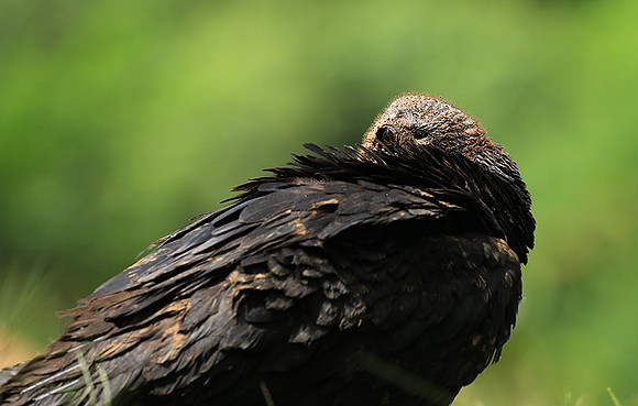 Black vulture