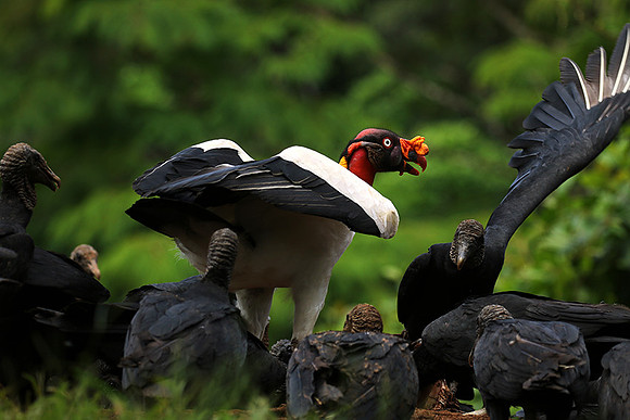 King vulture (sarcoramphe roi)