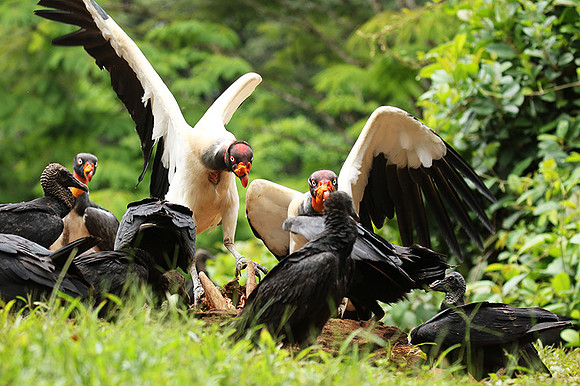 King vulture (sarcoramphe roi)