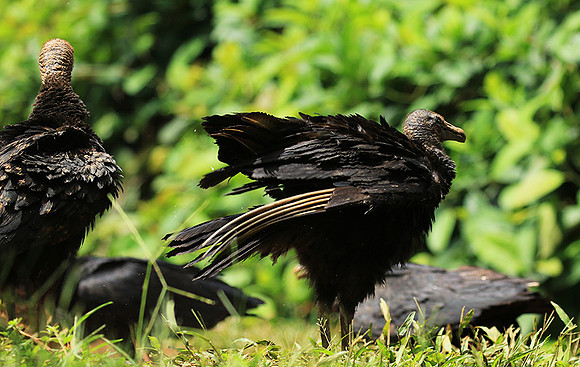 Black vulture