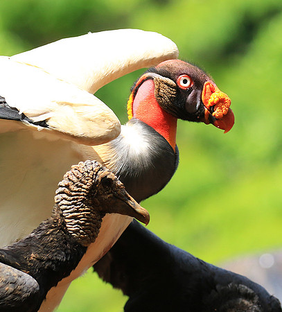 King vulture (sarcoramphe roi)