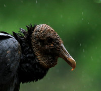 Black vultures