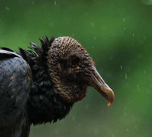Black vultures
