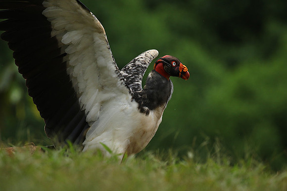 King vulture (sarcoramphe roi)