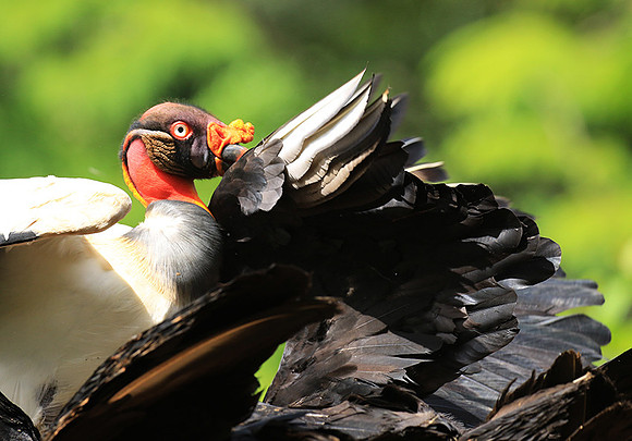 King vulture (sarcoramphe roi)