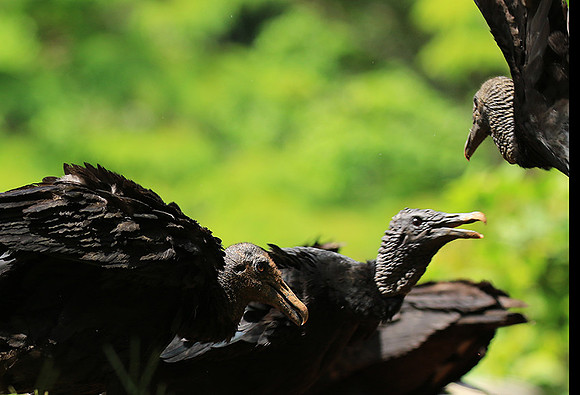 Black vulture