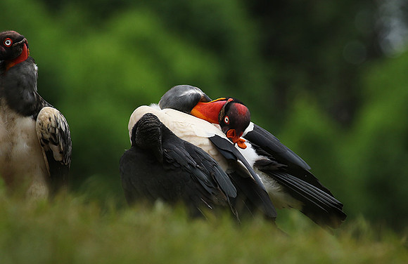 King vulture (sarcoramphe roi)