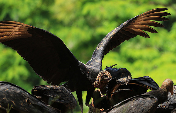 Black vulture