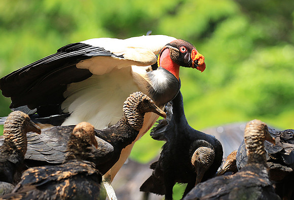 King vulture (sarcoramphe roi)