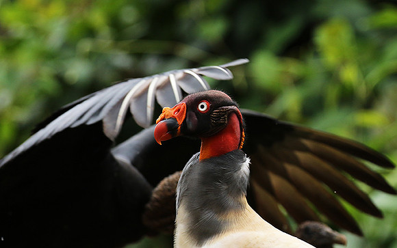 King vulture (sarcoramphe roi)